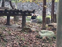 -都江堰中华大熊猫苑