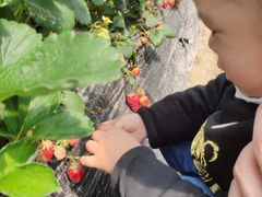 -小鱼草莓采摘园农家乐·小鱼餐厅