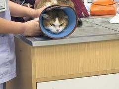 -瑞派康怡24h宠物医院·犬猫医疗中心·微创绝育(瑞景分院)