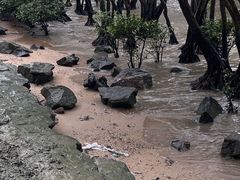 -宝安西湾红树林湿地公园