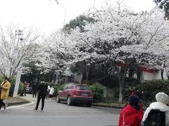 -武汉大学-樱园