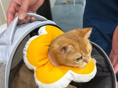 -瑞派宠物医院·犬猫全科·猫友好(宾水西道店)