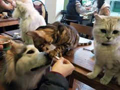 -李小姐の猫咖啡馆(五角场店)