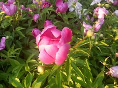 -长春公园(普阳街道)