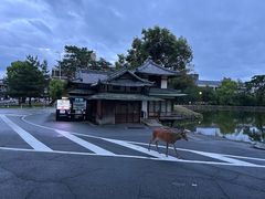 -奈良公园