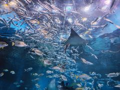 -海合安成都极地海洋公园