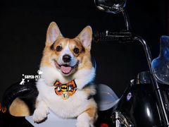 -超宠爱宠物摄影-Super pet