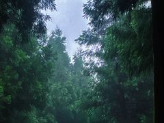 -重庆睡佛山森林公园