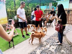 -柴犬高等学院·狗咖·柴犬售卖·宠物训练