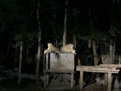 -清迈夜间动物园