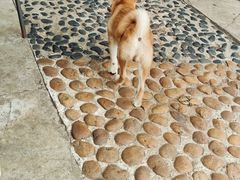 -柴犬高等学院·狗咖·柴犬售卖·宠物训练