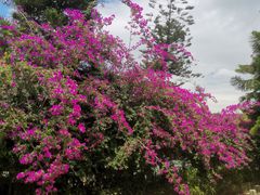 -云南屏边大围山国家公园