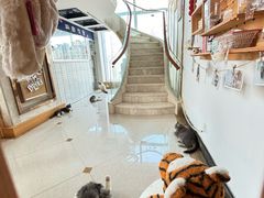 -Catmate·猫肥家润(金润铂宫店)