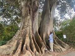 -墨尔本皇家植物园