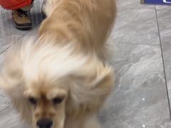 -宠颐生宠物医院·综合诊疗(先锋分院)