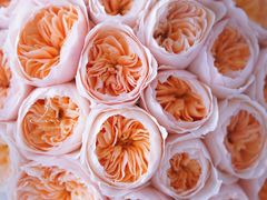 -花生FM_FLOWERS