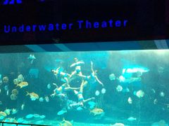泉城极地海洋世界-泉城欧乐堡海洋极地世界