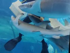 -太平洋海底世界