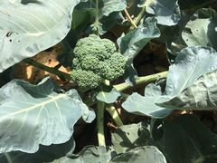 -万源龙顺度假庄园生态观光园