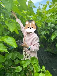 -太湖雪蚕桑文化园