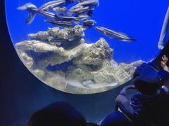 -江和美海洋公园