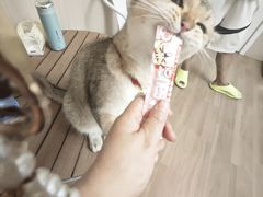 -唐小姐の私宠·宠物洗护美容·撸猫馆·购宠(周浦万达旗舰店)