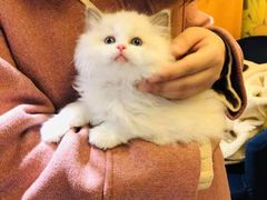 -欣宠猫屋·矮脚拿破仑·蓝金金渐层