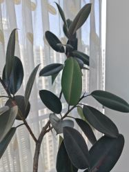 -HEYAN荷妍专业脱毛连锁机构