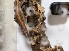 -酷以爬仙阁实体爬宠店·守宫·蜥蜴·专业繁育