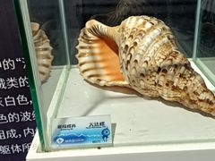 -贝壳梦幻世界