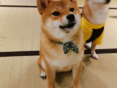 -逗柴咖啡屋·狗咖猫咖宠物桌游
