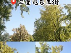 -三里屯东五街银杏大道