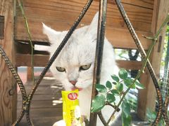 -喵屿·大理花园猫咖