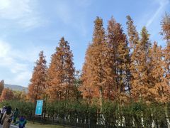 -习家池