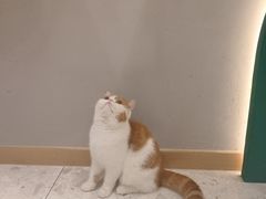 -飞行喵MR PILOT|猫舍·猫咖(静安大融城店)