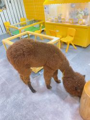 -神奇动物撸宠馆·羊驼·小浣熊·异宠(豫园店)