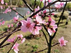 -石塘人家