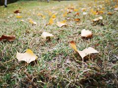 -吴淞炮台湾湿地森林公园烧烤区