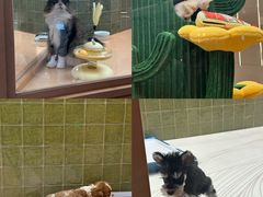 -帕帕拉兹宠物(亚洲旗舰店)