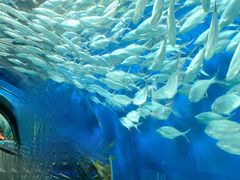 -上海海洋水族馆