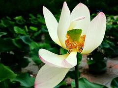 -莲花池公园