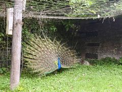 -都江堰玫瑰花溪谷