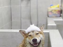 -Double Rui宠物酒店