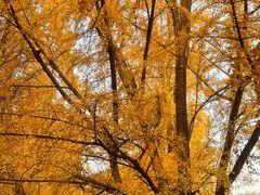 -四川大学(华西校区)