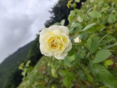 -亚龙湾国际玫瑰谷