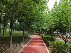 -大兴滨河森林公园