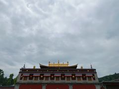 -塔尔寺-菩提树