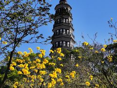 -顺峰山公园