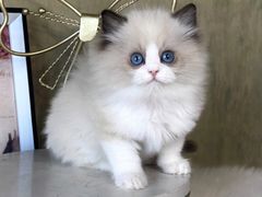 -青奢宠物·青奢猫舍