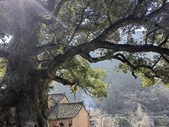 -杨家堂村